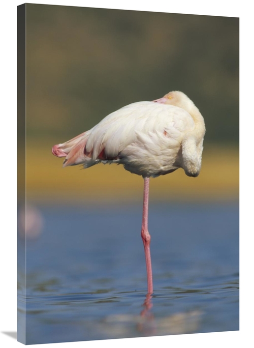 Global Gallery GCS-396457-2436-142 24 x 36 in. Greater Flamingo Standi