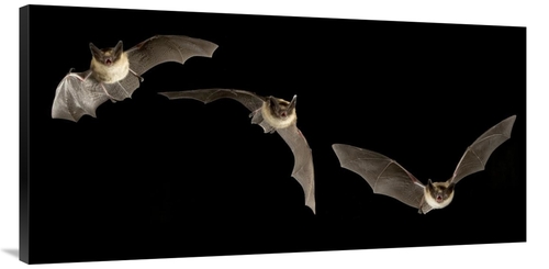 Global Gallery GCS-395727-2448-142 24 x 48 in. Western Long-Eared Myot