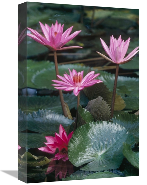Global Gallery GCS-452873-1218-142 12 x 18 in. Water Lily Hybrid Bloss