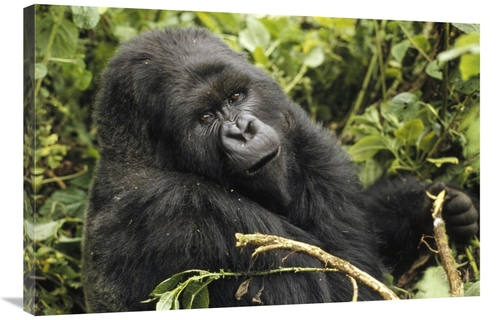 Global Gallery GCS-452777-2436-142 24 x 36 in. Mountain Gorilla Lookin