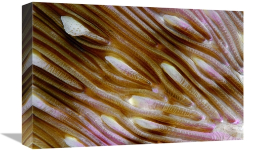 Global Gallery GCS-397585-1218-142 12 x 18 in. Detail of Mushroom Cora