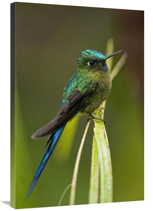 Global Gallery GCS-395559-2436-142 24 x 36 in. Violet-Tailed Sylph Mal