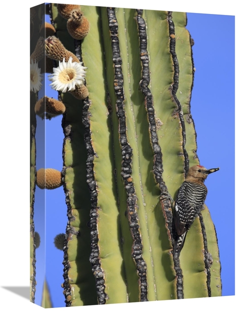 Global Gallery GCS-398103-1218-142 12 x 18 in. Gila Woodpecker on Card