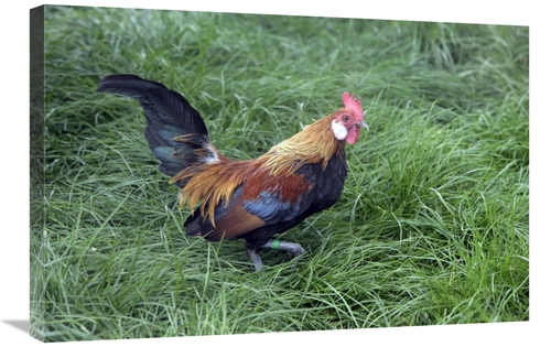 Global Gallery GCS-397530-2030-142 20 x 30 in. Domestic Chicken, L