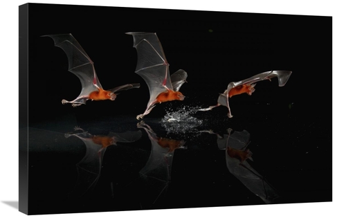 Global Gallery GCS-398566-2030-142 20 x 30 in. Greater Bulldog Bat Fis