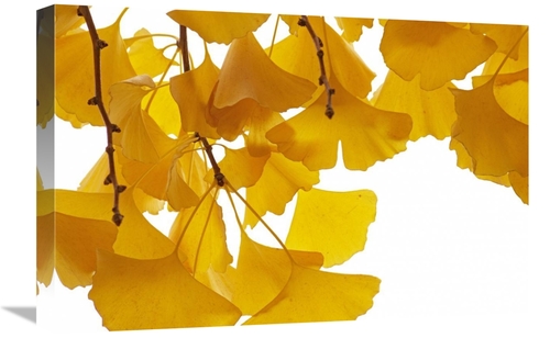 Global Gallery GCS-398167-1624-142 16 x 24 in. Ginkgo Leaves in Autumn