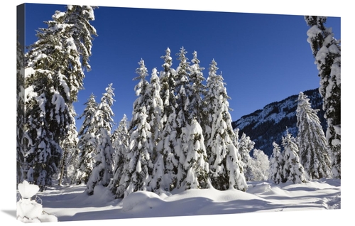 Global Gallery GCS-398520-2436-142 24 x 36 in. Coniferous Forest in Wi