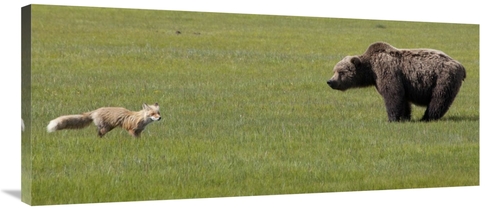 Global Gallery GCS-395462-40-142 40 in. Red Fox & Grizzly Bear on Sedg