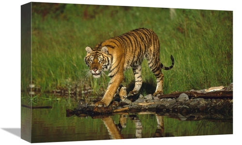 Global Gallery GCS-451986-1218-142 12 x 18 in. Siberian Tiger Walking 