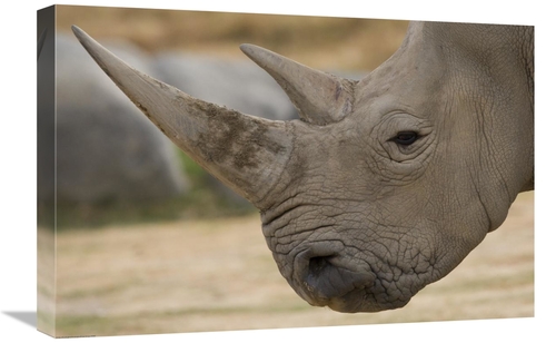Global Gallery GCS-450912-1624-142 16 x 24 in. White Rhinoceros Portra