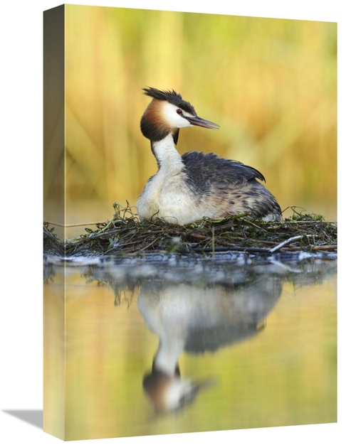 Global Gallery GCS-395693-1218-142 12 x 18 in. Great Crested Grebe on 