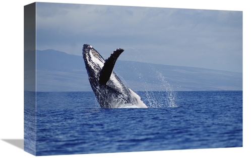 Global Gallery GCS-451025-1216-142 12 x 16 in. Humpback Whale Breachin