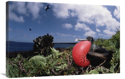 Global Gallery GCS-451524-2436-142 24 x 36 in. Great Frigatebird Male 