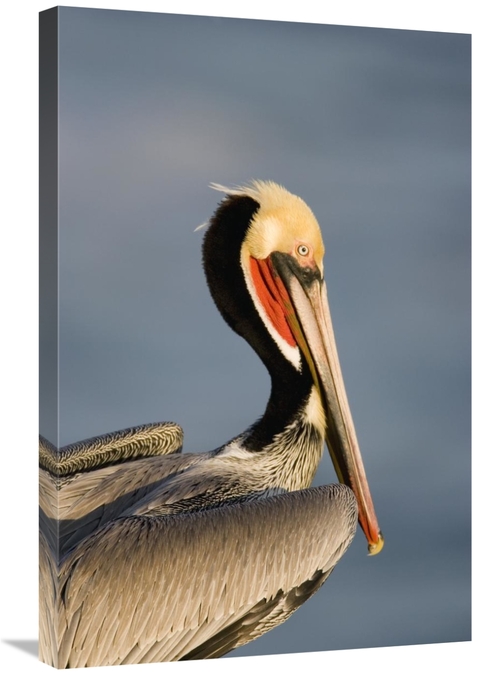 Global Gallery GCS-453341-2030-142 20 x 30 in. Brown Pelican Adult Por