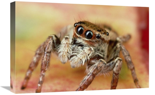 Global Gallery GCS-450719-1624-142 16 x 24 in. Jumping Spider Portrait