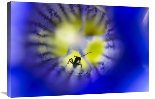 Global Gallery GCS-398489-2436-142 24 x 36 in. Stemless Gentian with A