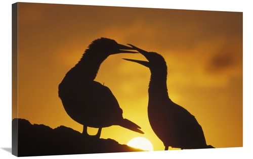 Global Gallery GCS-451253-2436-142 24 x 36 in. Masked Booby Couple Cou