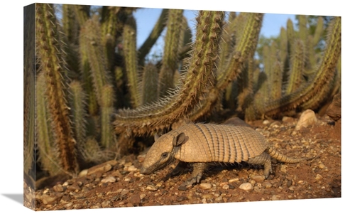Global Gallery GCS-453146-1624-142 16 x 24 in. Yellow Armadillo Walkin