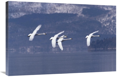 Global Gallery GCS-452291-2436-142 24 x 36 in. Whooper Swan Group Flyi