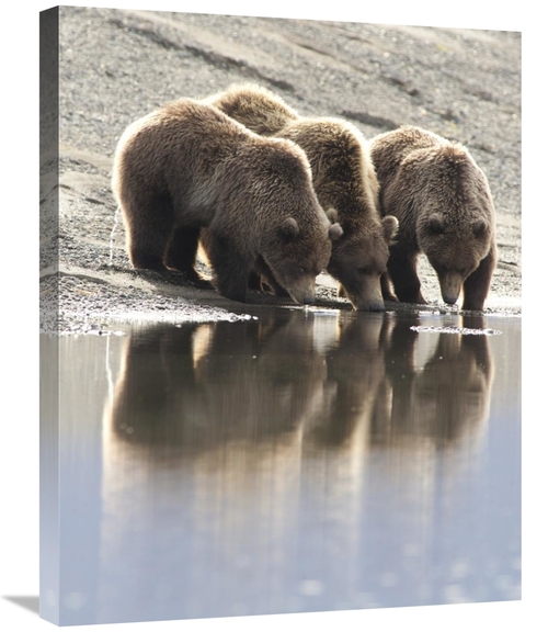 Global Gallery GCS-395478-2228-142 22 x 28 in. Grizzly Bear Mother & Y