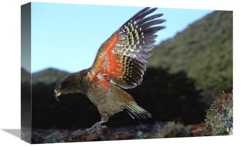 Global Gallery GCS-451499-1218-142 12 x 18 in. Kea Showing Brilliant C