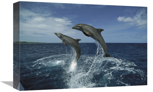 Global Gallery GCS-452640-1218-142 12 x 18 in. Bottlenose Dolphin Pair