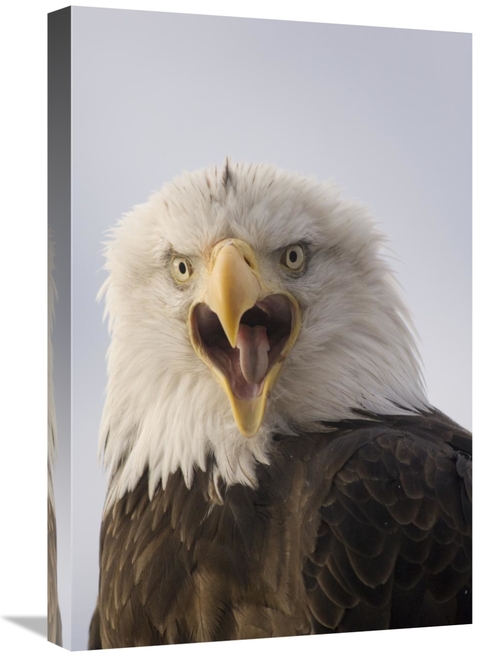 Global Gallery GCS-451933-1624-142 16 x 24 in. Bald Eagle Calling,