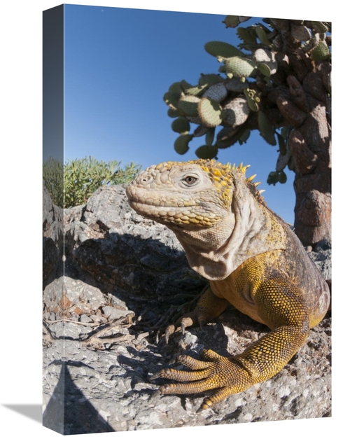 Global Gallery GCS-395620-1218-142 12 x 18 in. Galapagos Land Iguana B