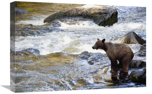 Global Gallery GCS-395464-1624-142 16 x 24 in. Grizzly Bear Fishing Al