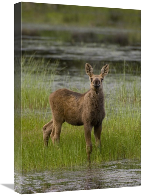 Global Gallery GCS-451946-1624-142 16 x 24 in. Alaska Moose Calf Stand