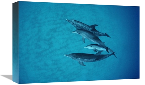 Global Gallery GCS-450693-1218-142 12 x 18 in. Atlantic Spotted Dolphi