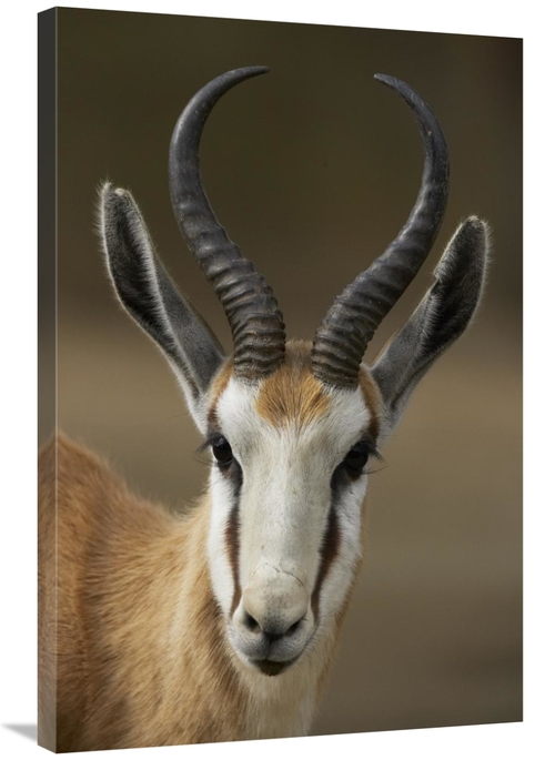 Global Gallery GCS-450905-2436-142 24 x 36 in. Springbok Portrait,