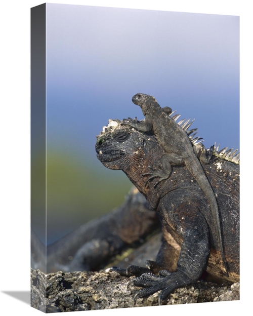 Global Gallery GCS-451568-1218-142 12 x 18 in. Marine Iguana Hatchling