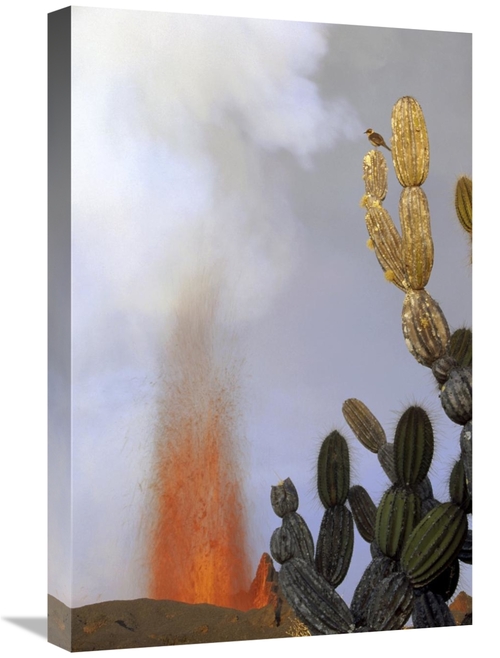 Global Gallery GCS-451198-1624-142 16 x 24 in. Galapagos Mockingbird A