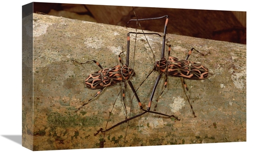 Global Gallery GCS-451019-1218-142 12 x 18 in. Harlequin Beetle Pair C