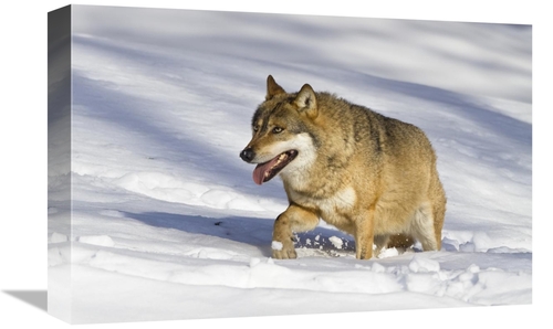 Global Gallery GCS-398513-1218-142 12 x 18 in. Wolf Walking in Snow