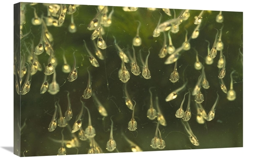 Global Gallery GCS-453370-2030-142 20 x 30 in. African Clawed Frog Tad