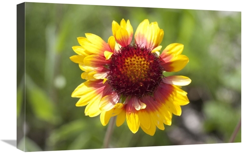 Global Gallery GCS-395468-1624-142 16 x 24 in. Annual Coreopsis Flower