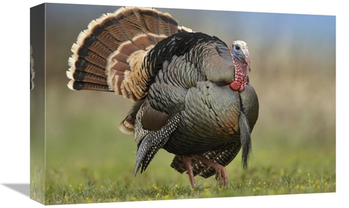 Global Gallery GCS-396873-1218-142 12 x 18 in. Wild Turkey Male in Cou