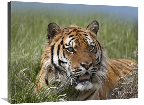 Global Gallery GCS-452259-2432-142 24 x 32 in. Siberian Tiger Portrait