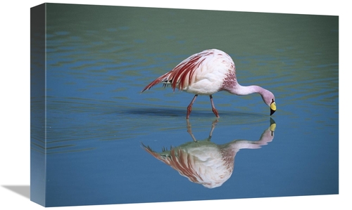 Global Gallery GCS-451650-1218-142 12 x 18 in. Puna Flamingo Feeding i