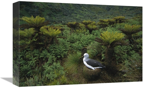 Global Gallery GCS-451795-1218-142 12 x 18 in. Yellow-Nosed Albatross 