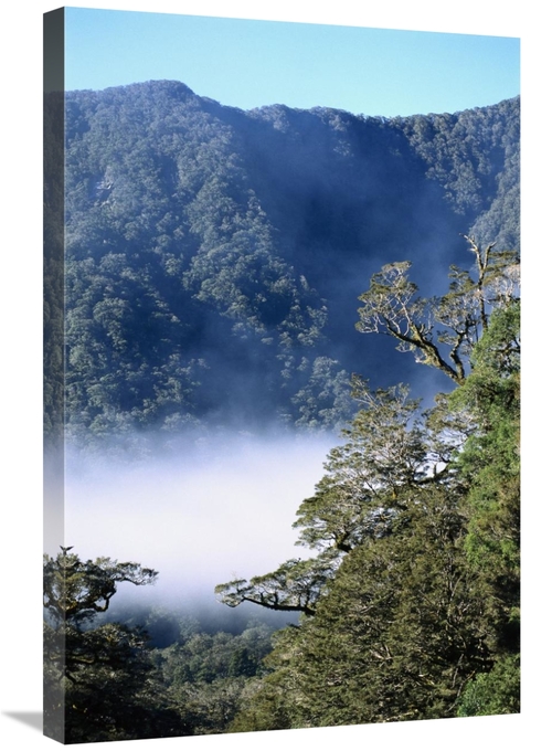 Global Gallery GCS-451535-2030-142 20 x 30 in. West Coast Forest, 