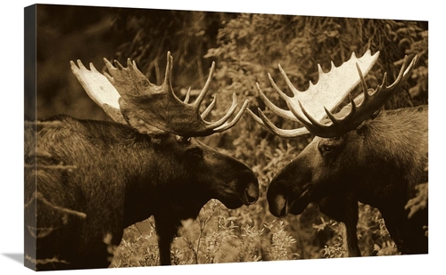Global Gallery GCS-453675-2030-142 20 x 30 in. Alaska Moose Males Conf