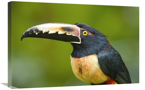 Global Gallery GCS-397262-2030-142 20 x 30 in. Collared Aracari, C