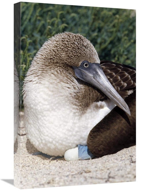 Global Gallery GCS-451400-1624-142 16 x 24 in. Blue-Footed Booby Femal