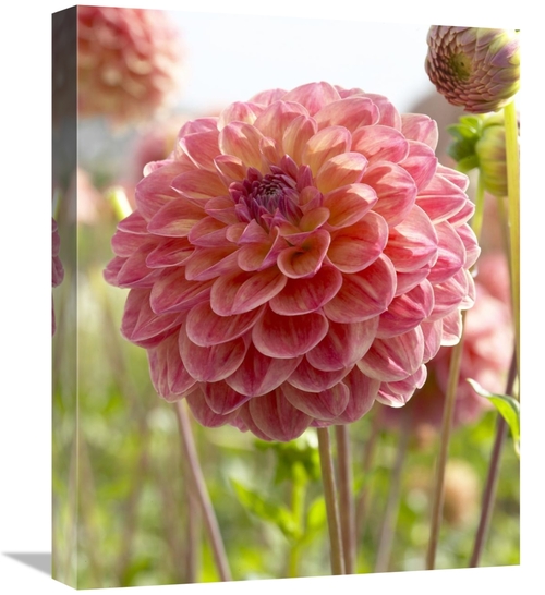 Global Gallery GCS-398384-1620-142 16 x 20 in. Dahlia Hills VIew Jupit