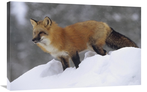 Global Gallery GCS-451962-2436-142 24 x 36 in. Red Fox Standing At the