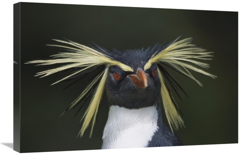 Global Gallery GCS-395617-2030-142 20 x 30 in. Rockhopper Penguin Port
