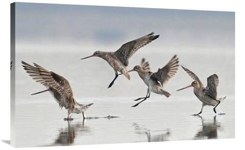 Global Gallery GCS-397470-40-142 40 in. Bar-Tailed Godwit Group Landin